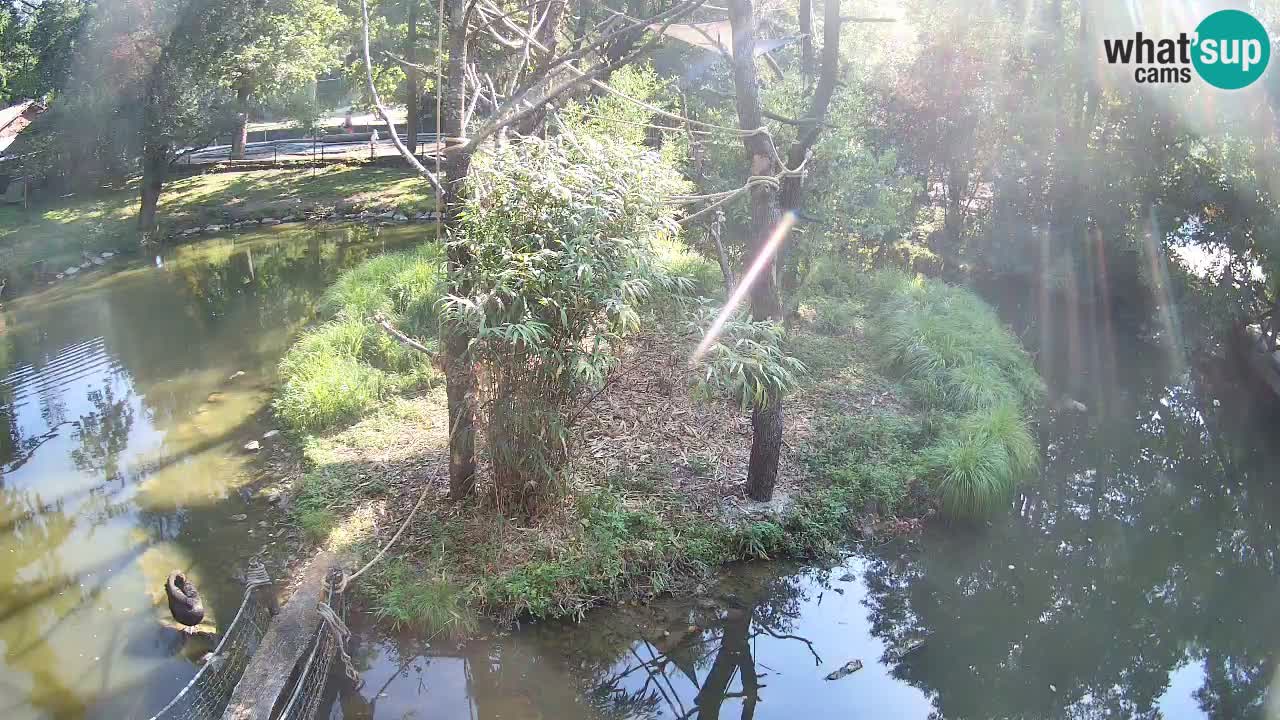 Yellow-cheeked gibbon Zoo Ljubljana livecam