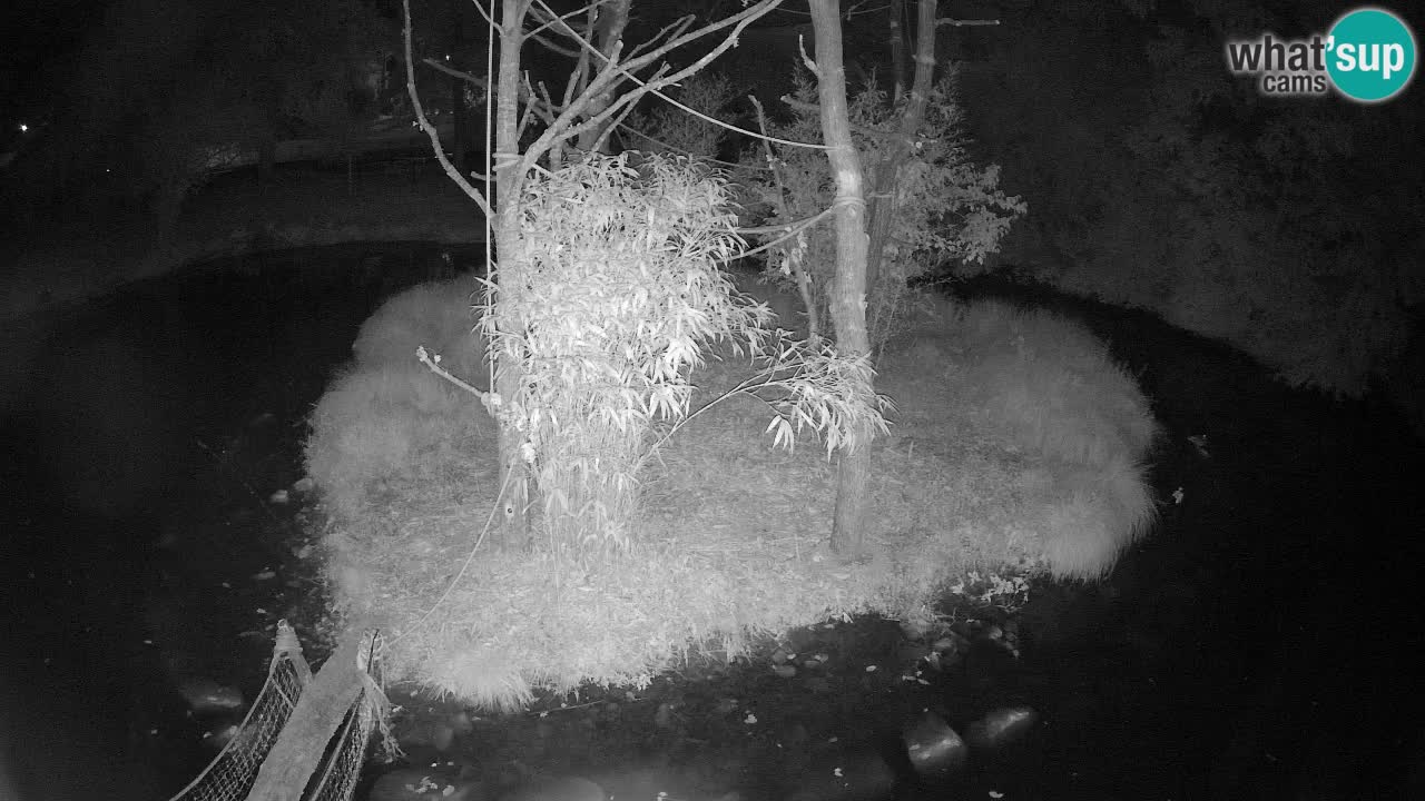 Gibbone dalle guance rosa nello ZOO di Ljubljana