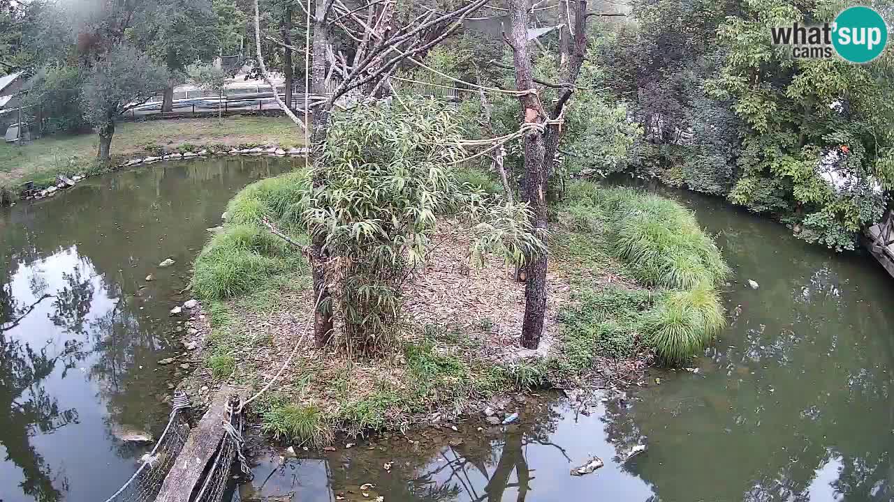 Gibbone dalle guance rosa nello ZOO di Ljubljana