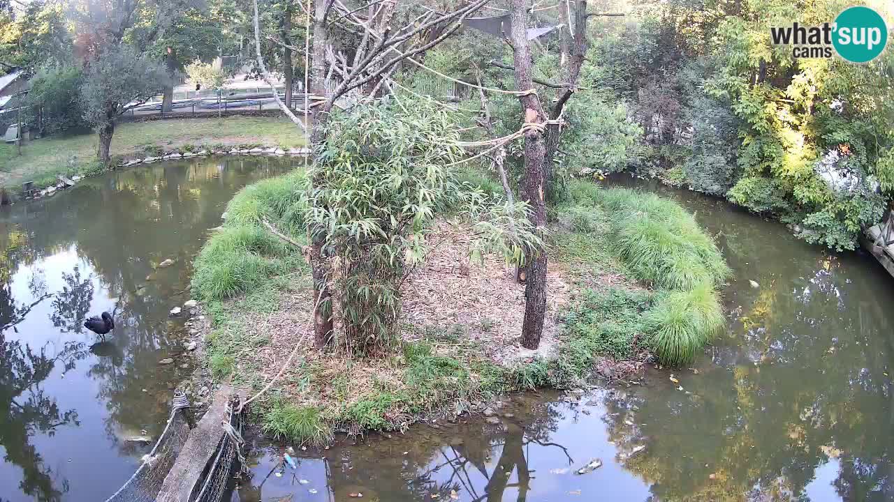 Yellow-cheeked gibbon Zoo Ljubljana livecam