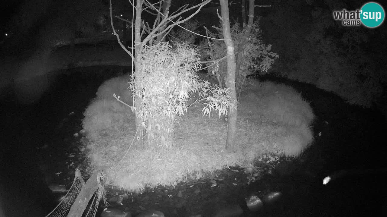 Yellow-cheeked gibbon Zoo Ljubljana livecam
