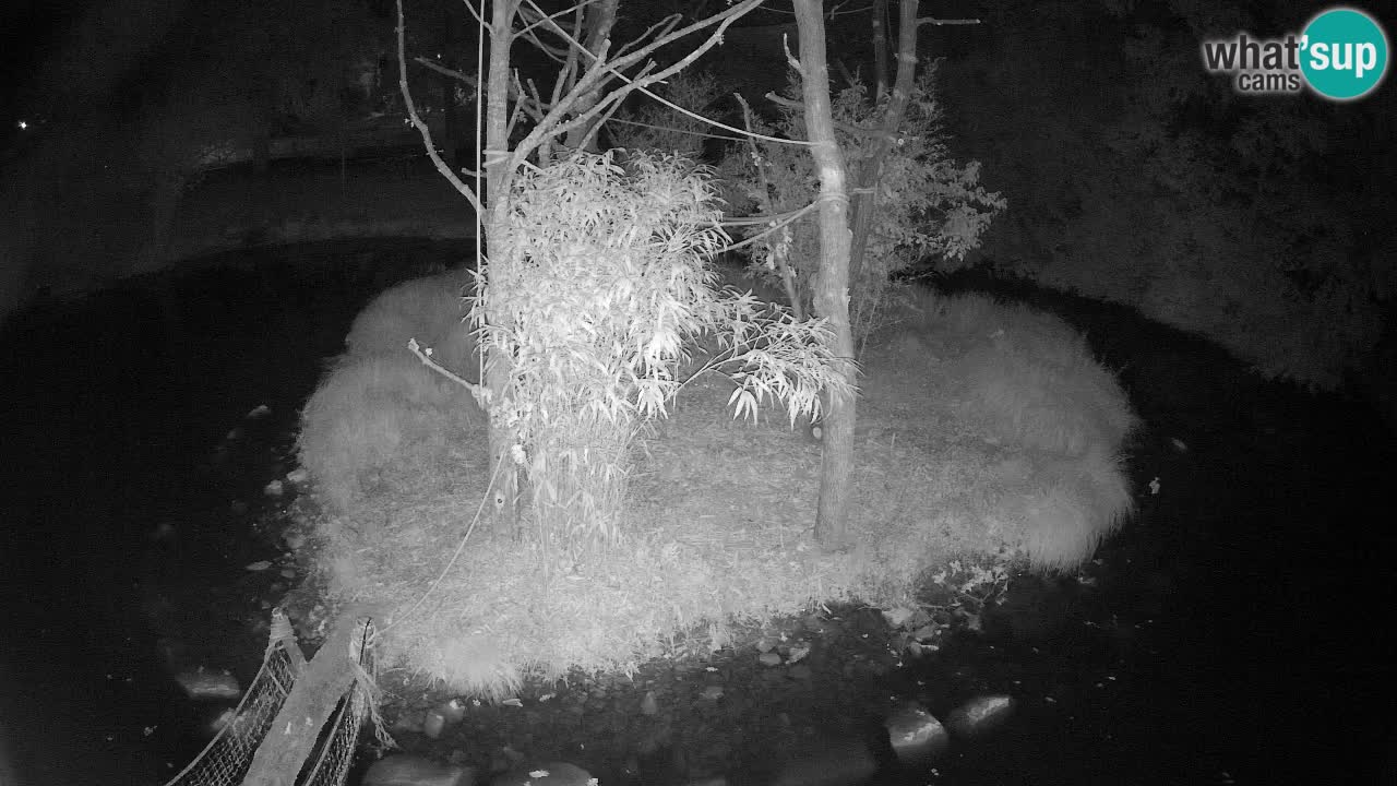 Gibbone dalle guance rosa nello ZOO di Ljubljana