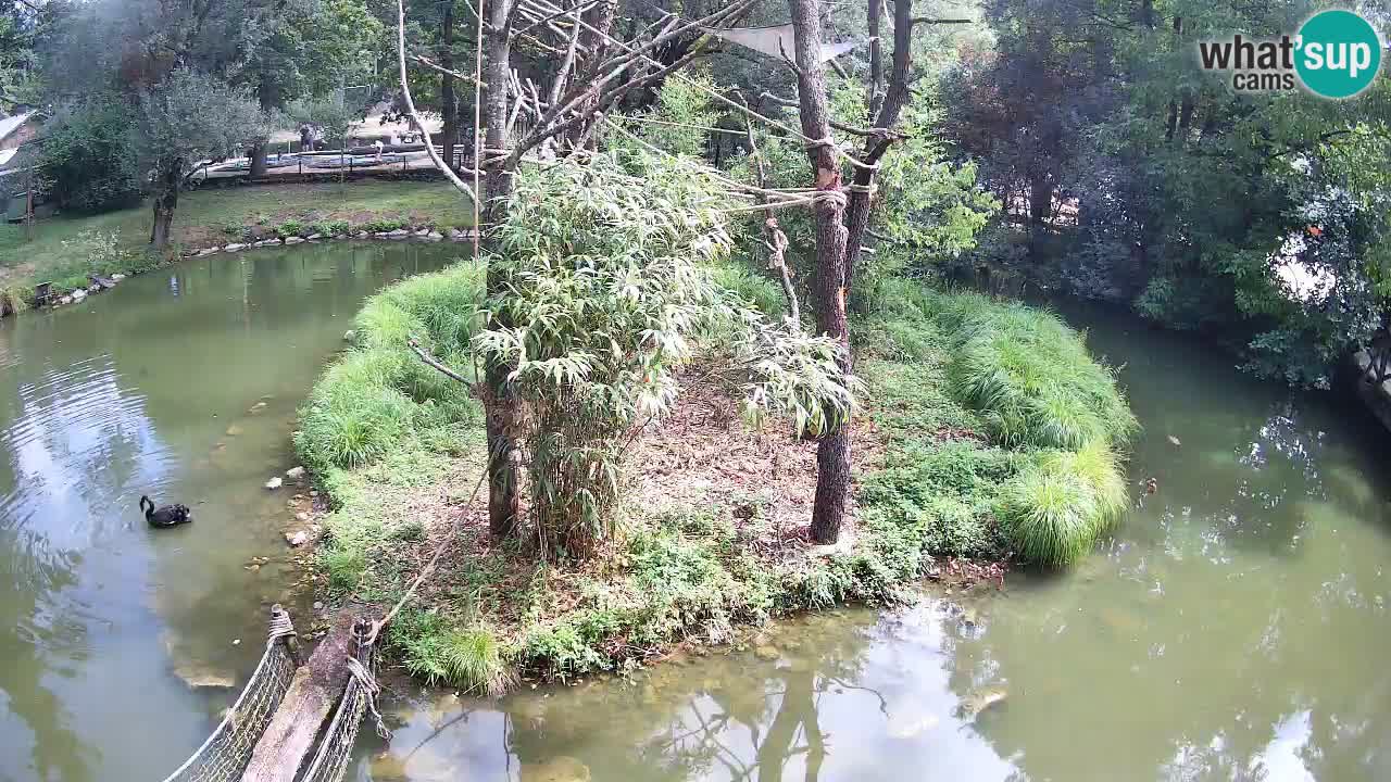 Südlicher Gelbwangen-Schopfgibbon Zoo Ljubljana webcam