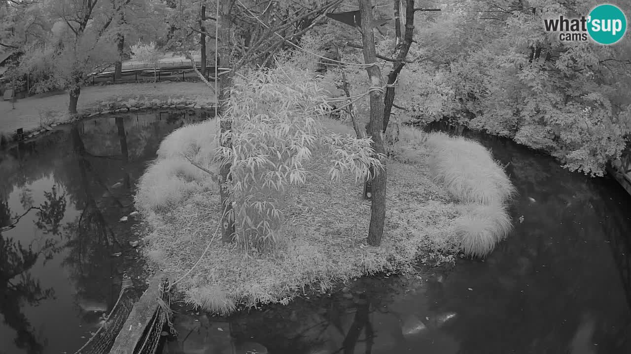 Yellow-cheeked gibbon Zoo Ljubljana livecam