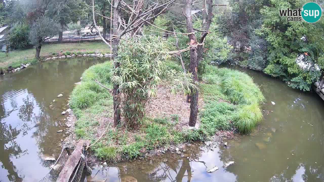 Yellow-cheeked gibbon Zoo Ljubljana livecam