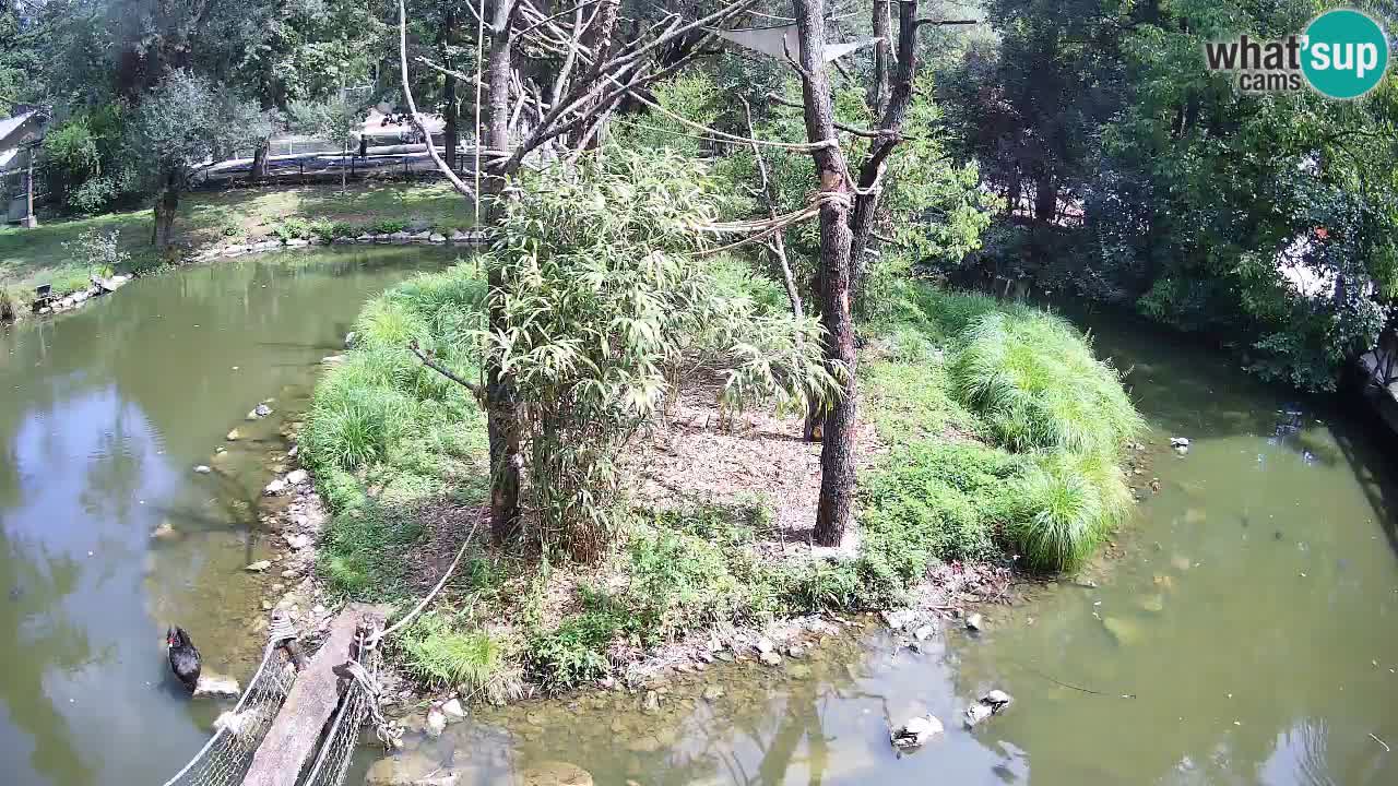 Gibbon à joues jaunes Zoo Ljubljana live cam