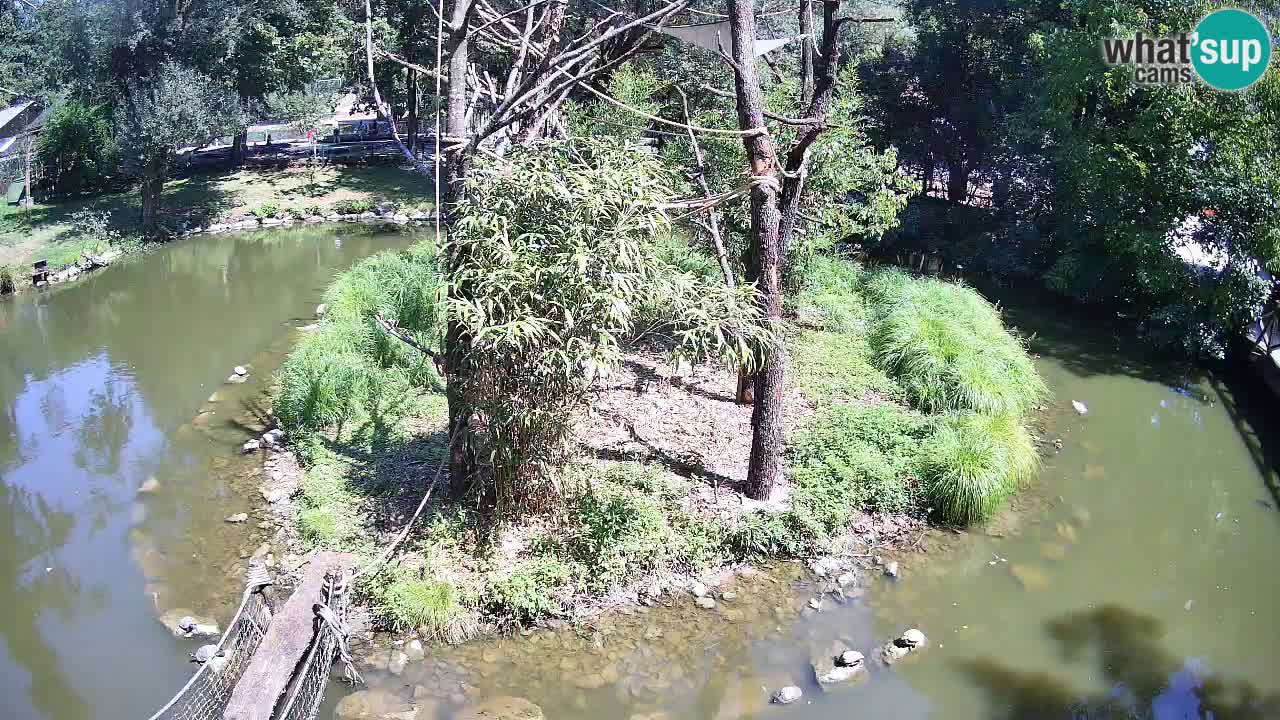 Yellow-cheeked gibbon Zoo Ljubljana livecam