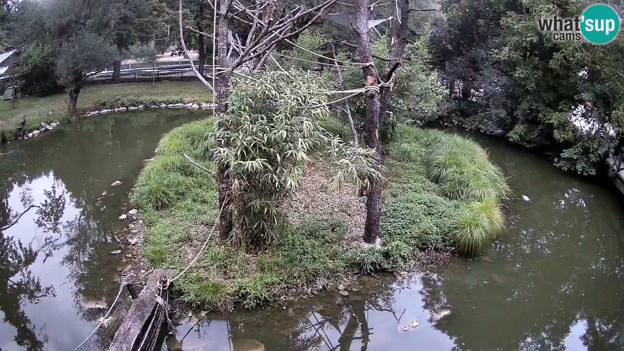 Gibbone dalle guance rosa nello ZOO di Ljubljana
