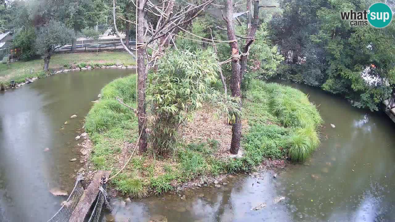 Südlicher Gelbwangen-Schopfgibbon Zoo Ljubljana webcam