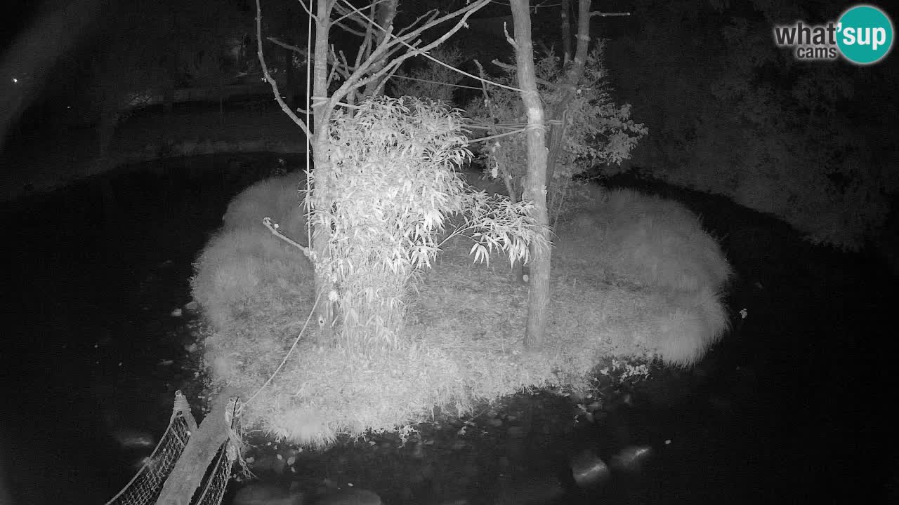 Gibbon à joues jaunes Zoo Ljubljana live cam