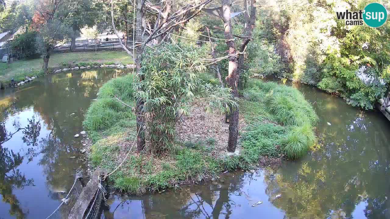 Yellow-cheeked gibbon Zoo Ljubljana livecam