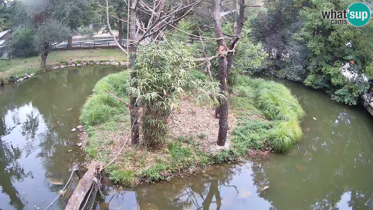 Yellow-cheeked gibbon Zoo Ljubljana livecam