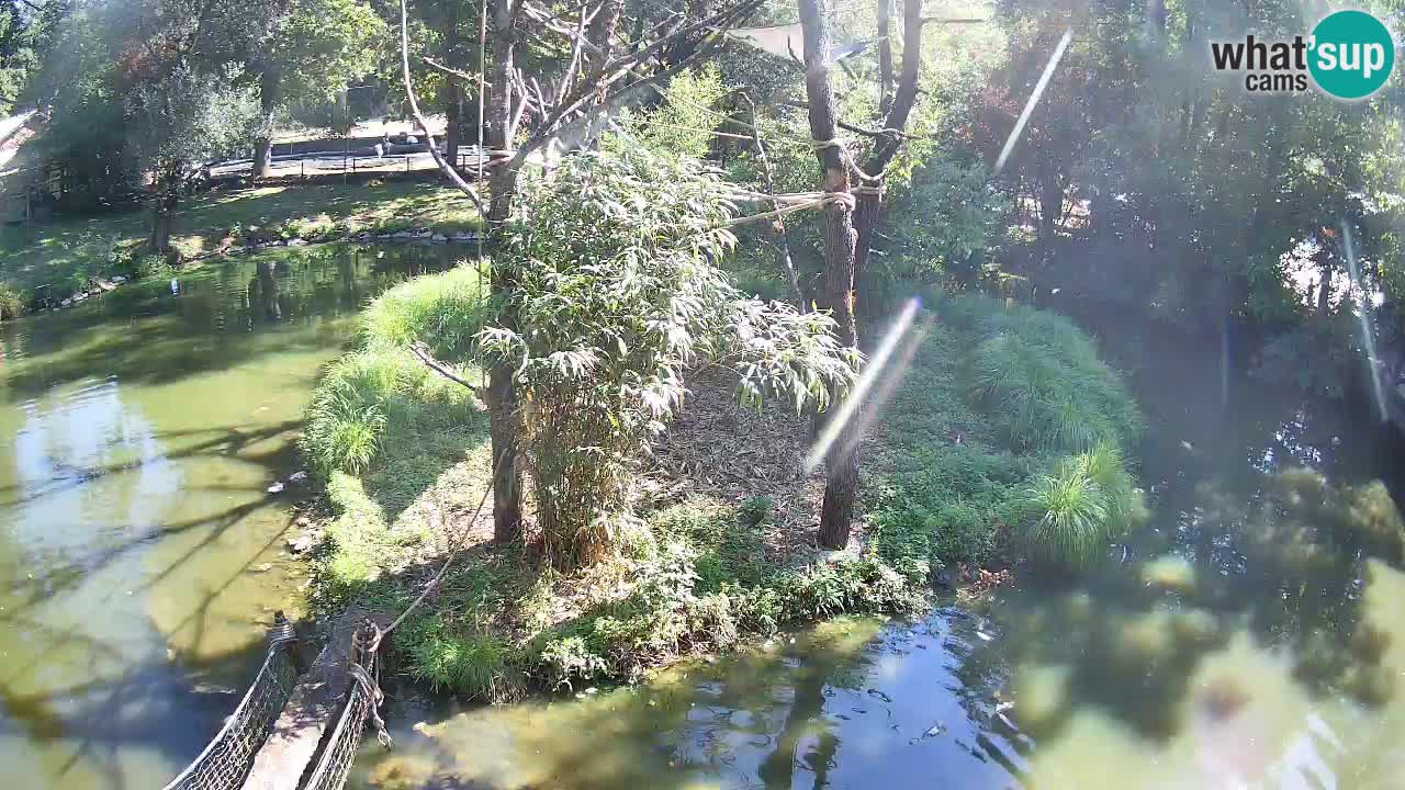 Yellow-cheeked gibbon Zoo Ljubljana livecam