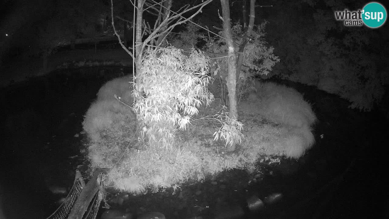 Gibbon à joues jaunes Zoo Ljubljana live cam