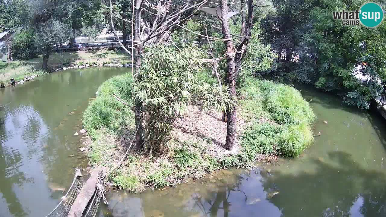 Zlatolični gibon živalski vrt Ljubljana