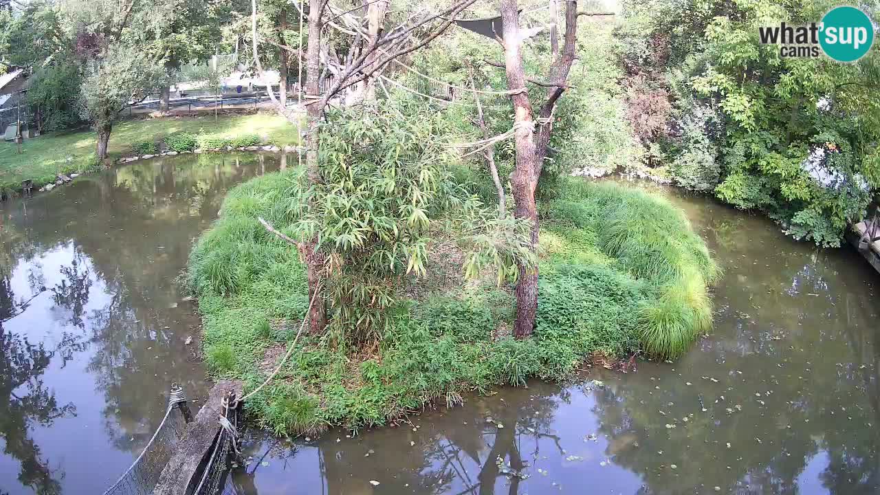 Südlicher Gelbwangen-Schopfgibbon Zoo Ljubljana webcam