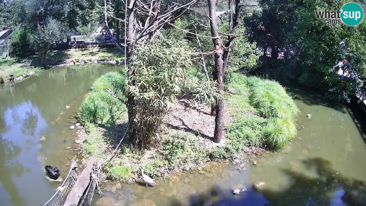 Gibbon à joues jaunes Zoo Ljubljana live cam