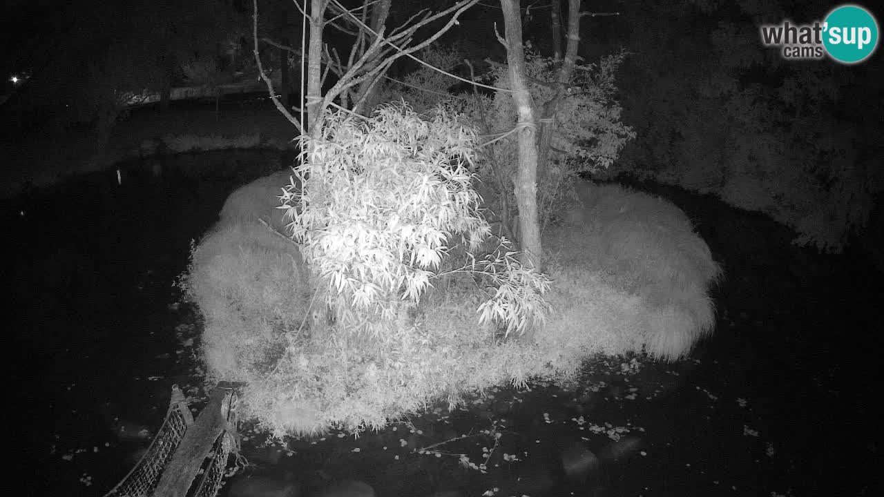 Gibbone dalle guance rosa nello ZOO di Ljubljana