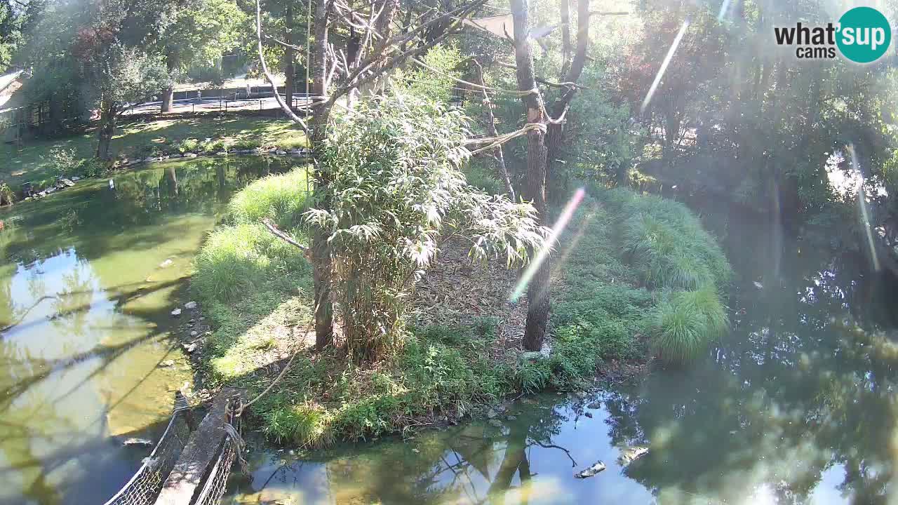 Gibbon à joues jaunes Zoo Ljubljana live cam
