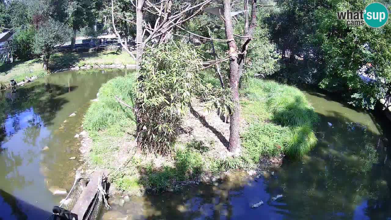 Südlicher Gelbwangen-Schopfgibbon Zoo Ljubljana webcam