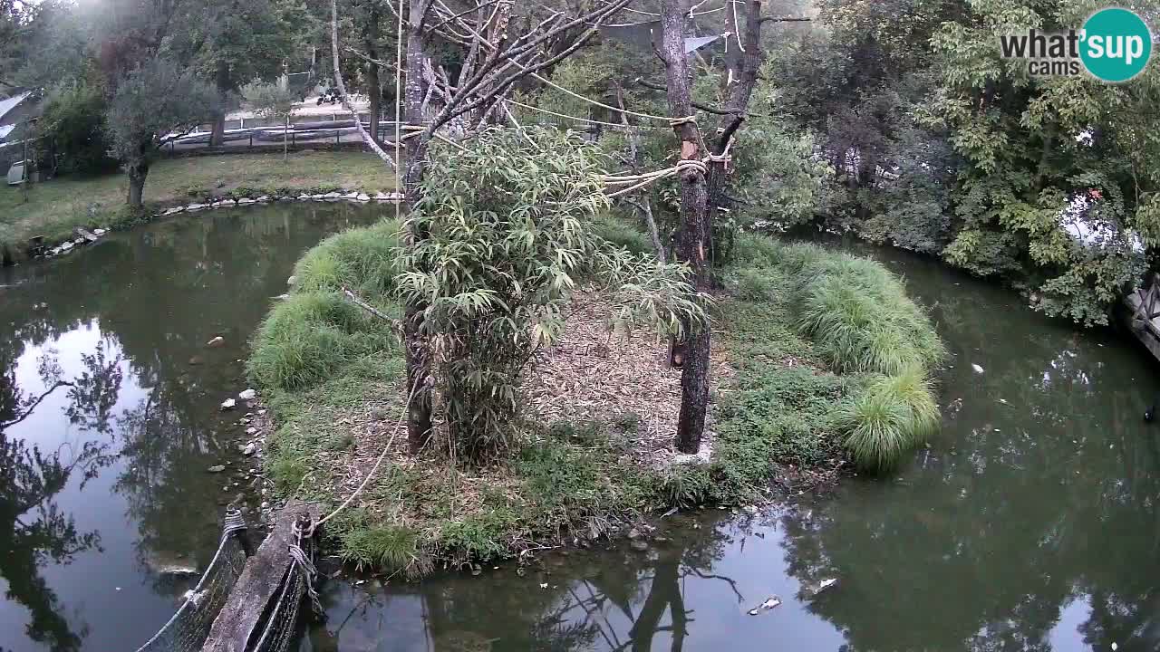 Südlicher Gelbwangen-Schopfgibbon Zoo Ljubljana webcam