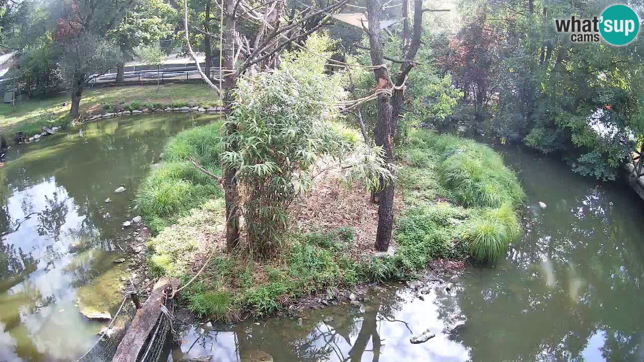 Yellow-cheeked gibbon Zoo Ljubljana livecam