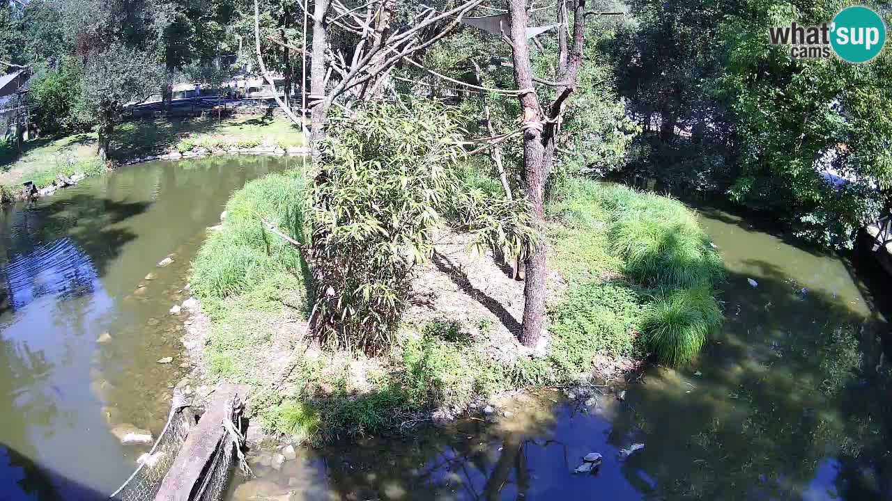 Südlicher Gelbwangen-Schopfgibbon Zoo Ljubljana webcam