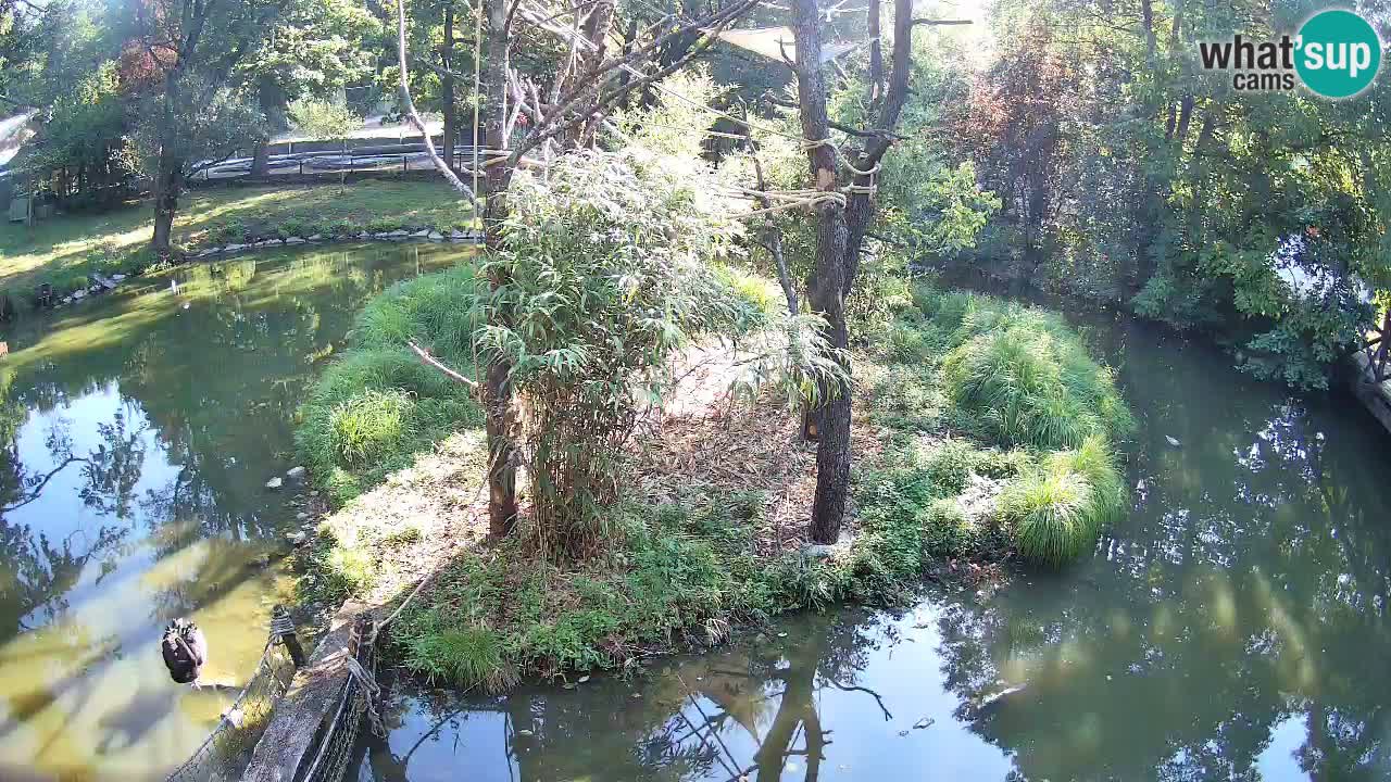 Gibbon à joues jaunes Zoo Ljubljana live cam