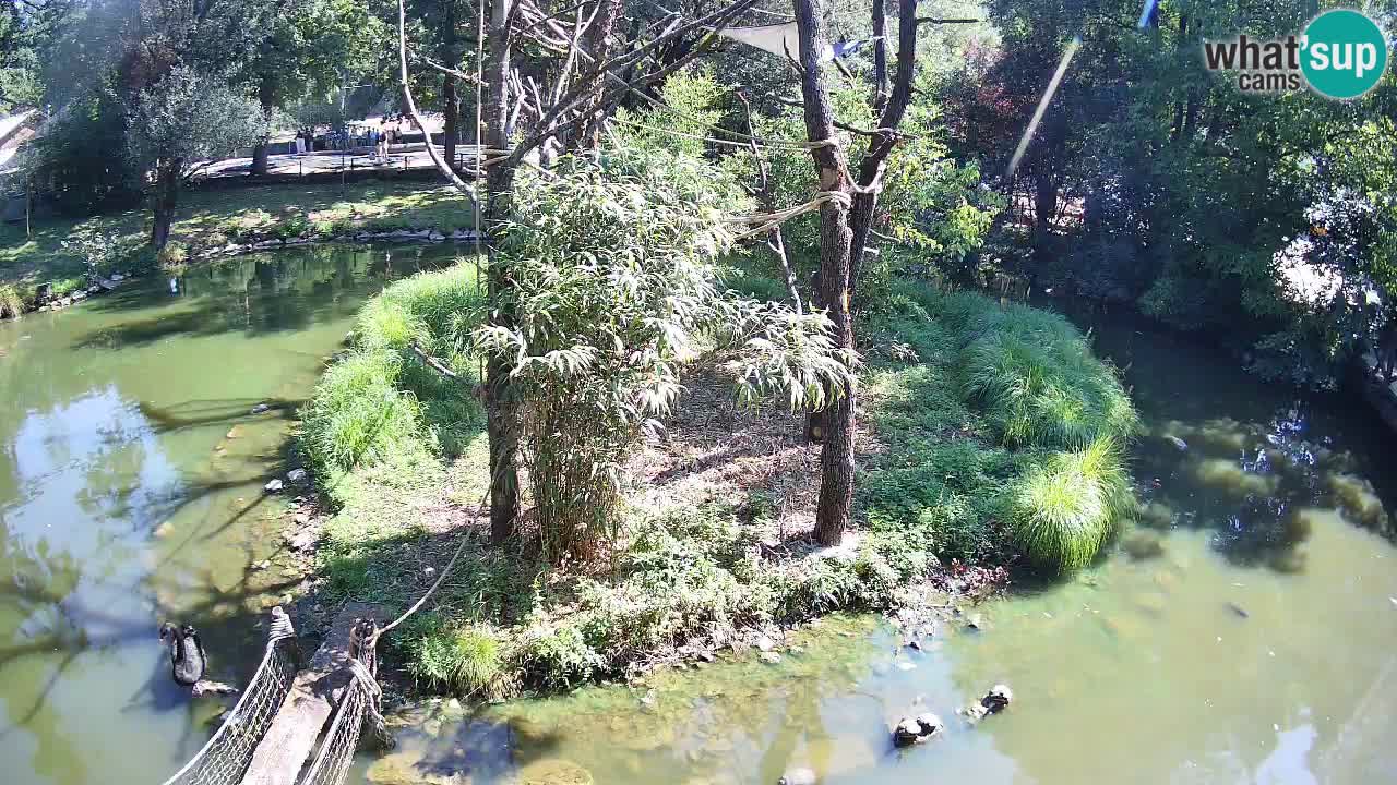 Südlicher Gelbwangen-Schopfgibbon Zoo Ljubljana webcam