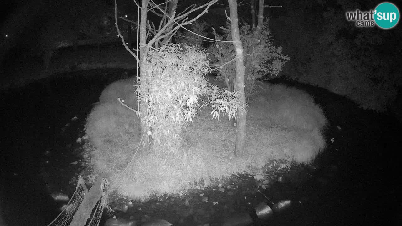 Yellow-cheeked gibbon Zoo Ljubljana livecam
