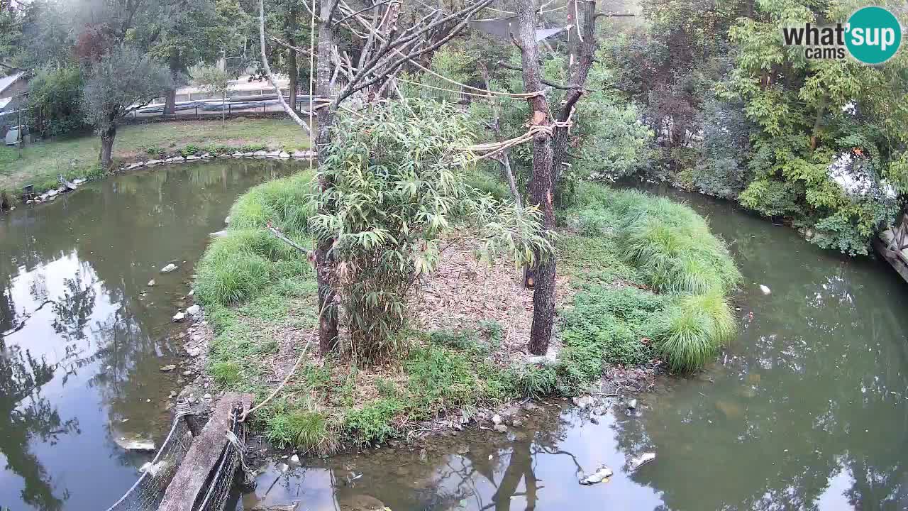 Gibbone dalle guance rosa nello ZOO di Ljubljana