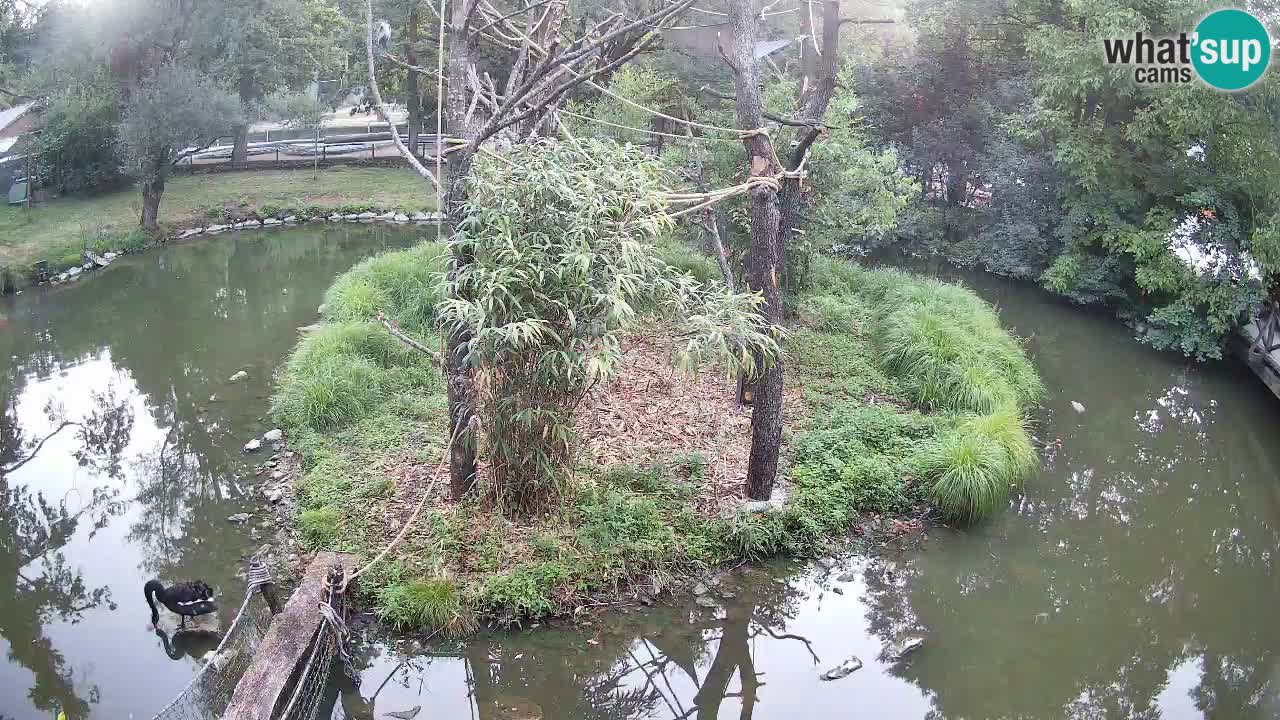 Yellow-cheeked gibbon Zoo Ljubljana livecam