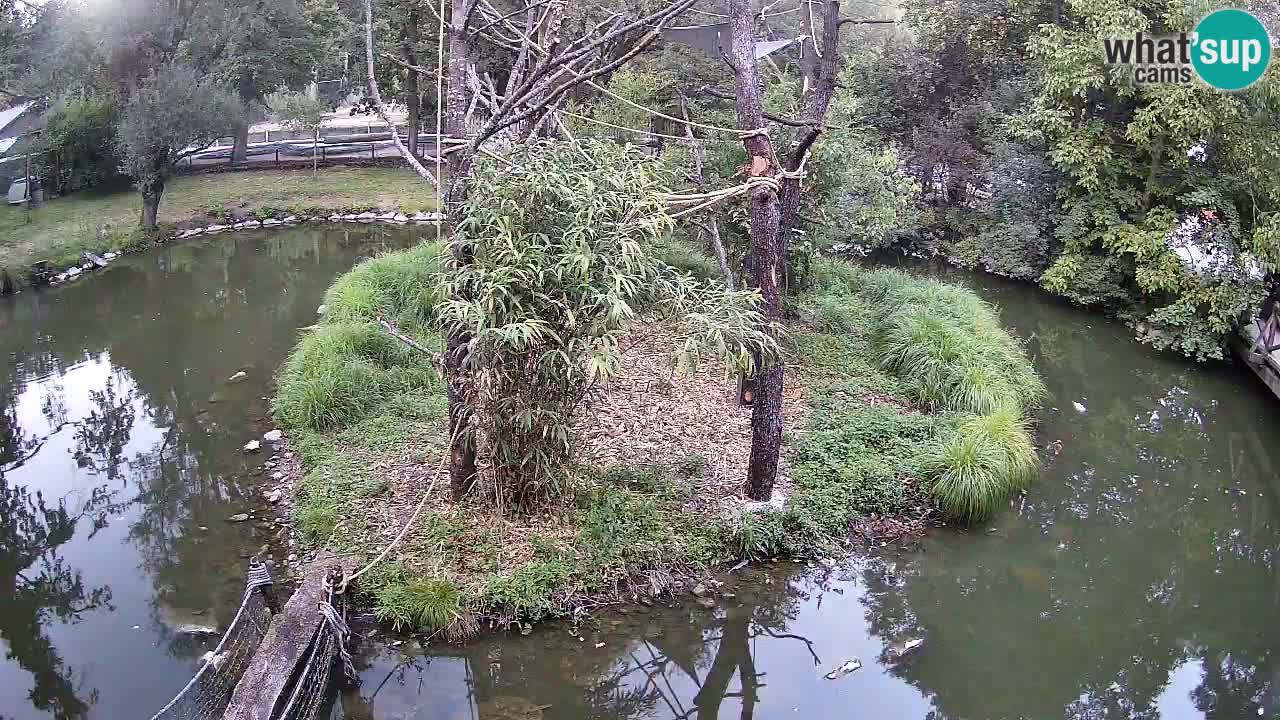 Gibbone dalle guance rosa nello ZOO di Ljubljana