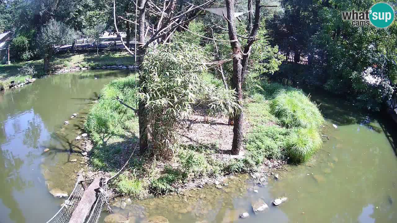 Yellow-cheeked gibbon Zoo Ljubljana livecam