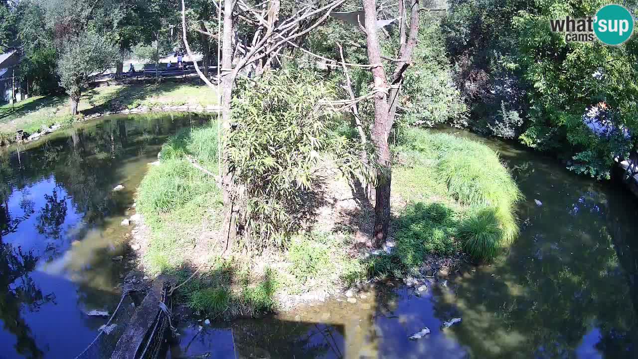 Südlicher Gelbwangen-Schopfgibbon Zoo Ljubljana webcam