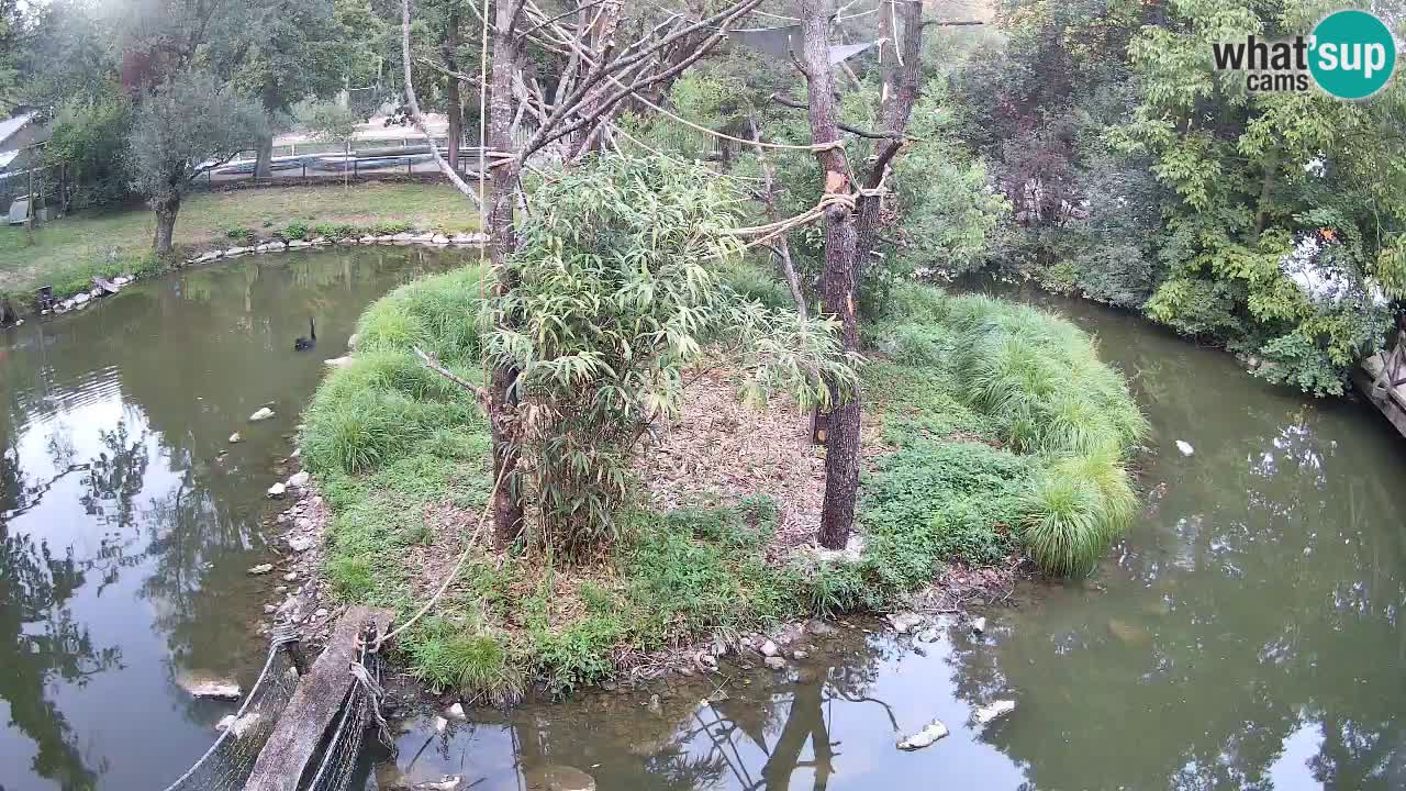 Gibbon à joues jaunes Zoo Ljubljana live cam