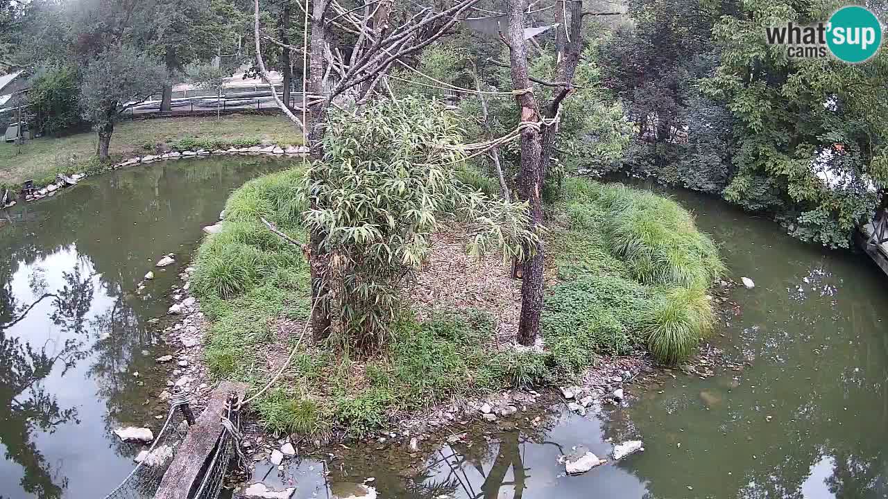 Gibbone dalle guance rosa nello ZOO di Ljubljana