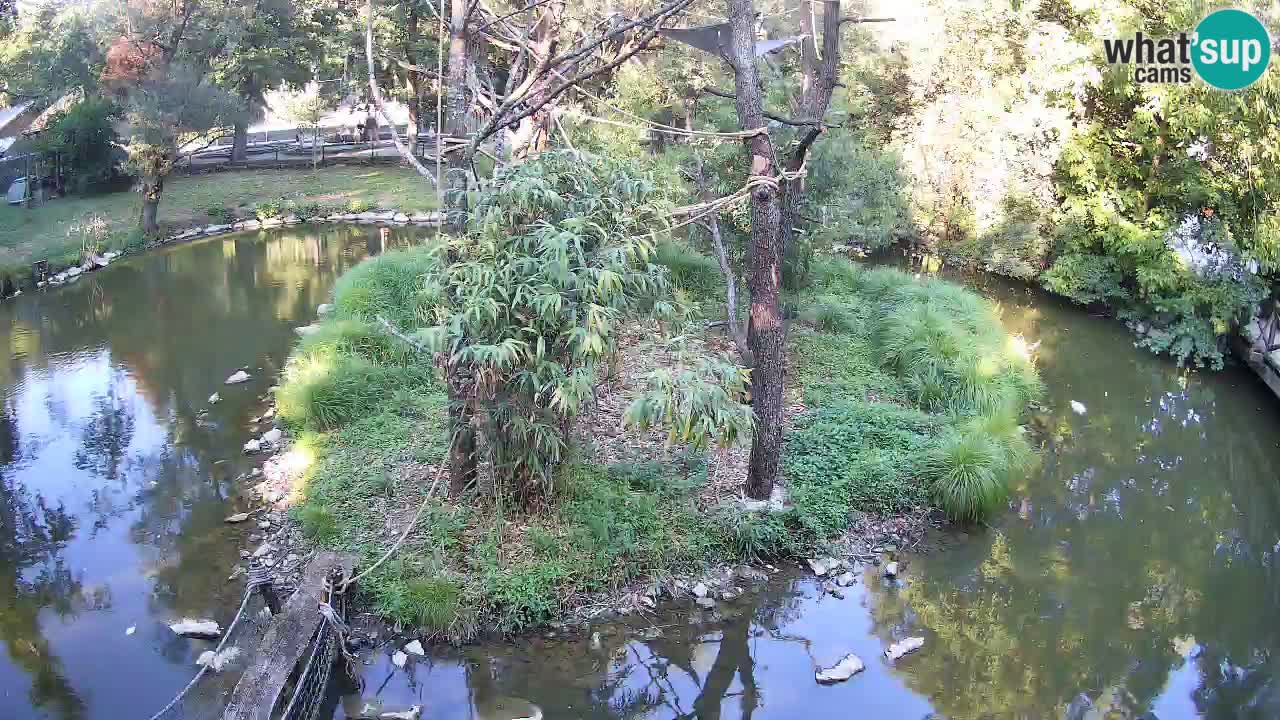 Gibbon à joues jaunes Zoo Ljubljana live cam