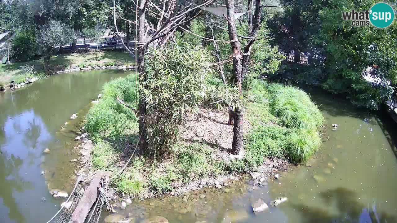 Yellow-cheeked gibbon Zoo Ljubljana livecam