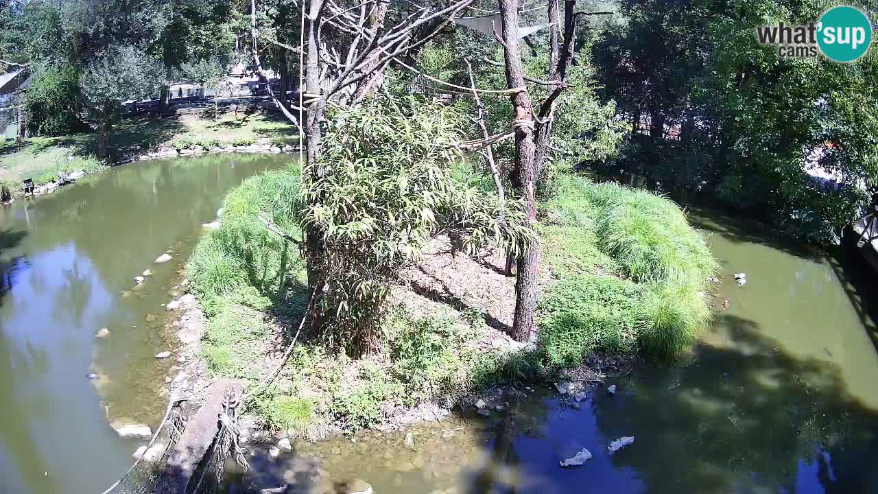 Yellow-cheeked gibbon Zoo Ljubljana livecam