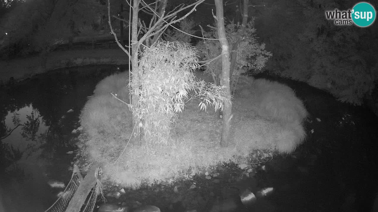 Gibbone dalle guance rosa nello ZOO di Ljubljana