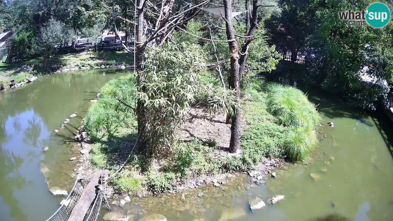 Südlicher Gelbwangen-Schopfgibbon Zoo Ljubljana webcam