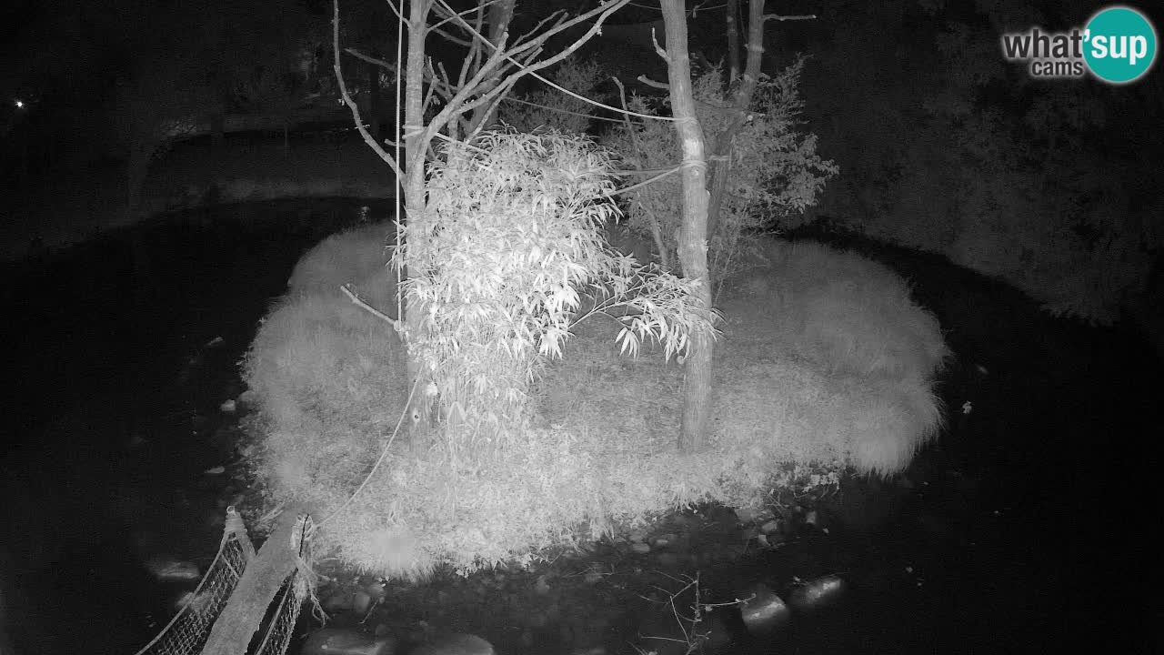 Gibon – Nomascus gabriellae – Zoo Ljubljana web kamera