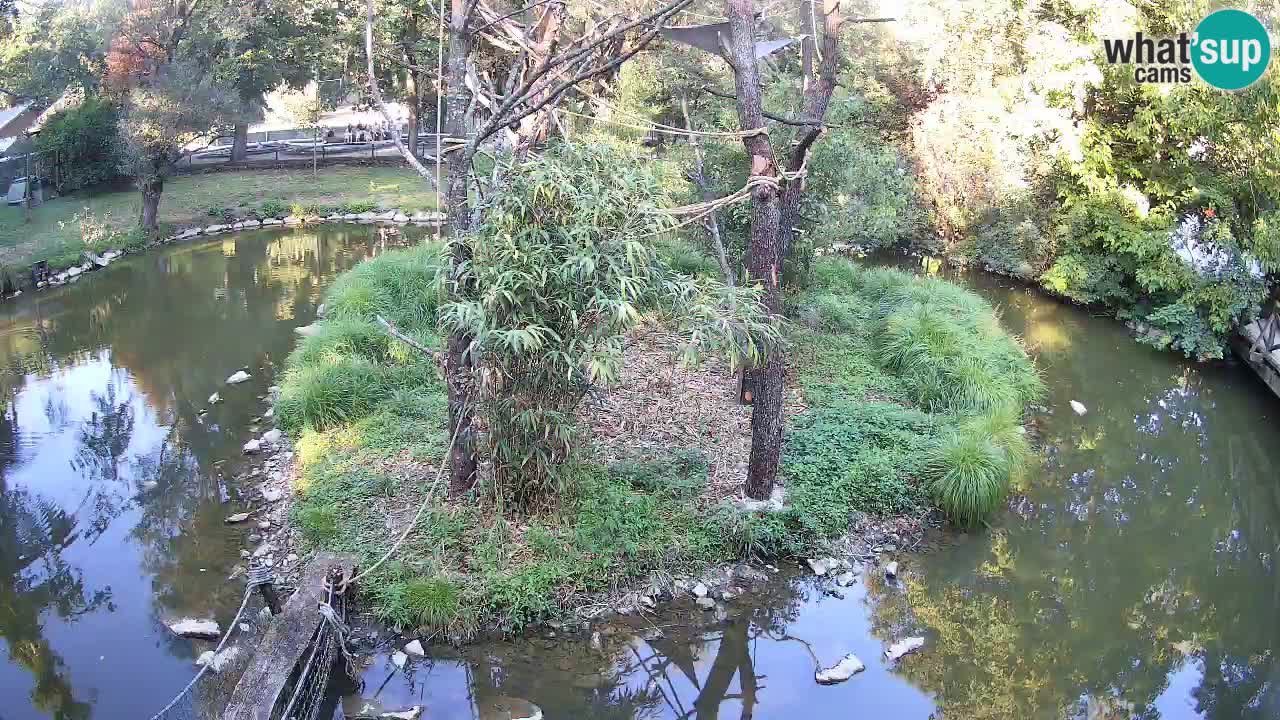 Gibbon à joues jaunes Zoo Ljubljana live cam