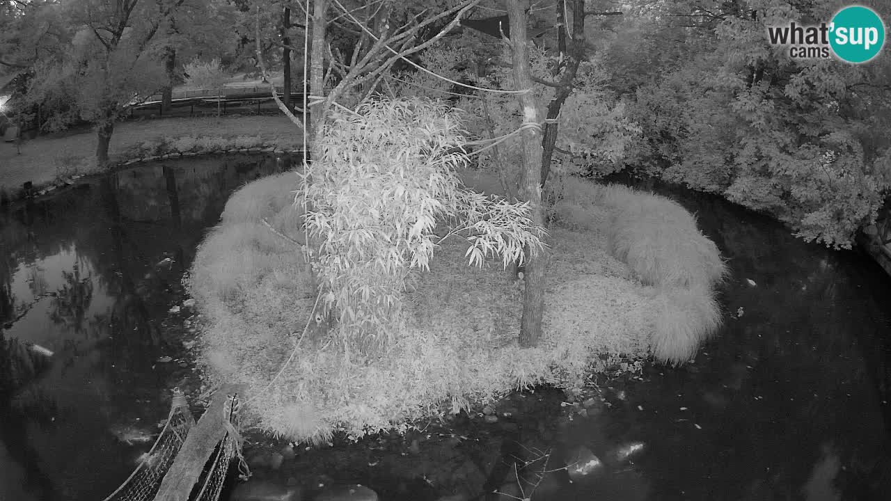 Gibbon à joues jaunes Zoo Ljubljana live cam