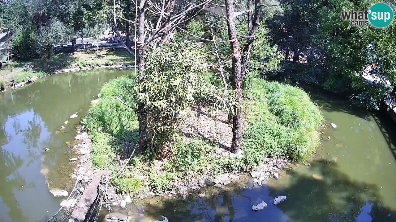 Südlicher Gelbwangen-Schopfgibbon Zoo Ljubljana webcam
