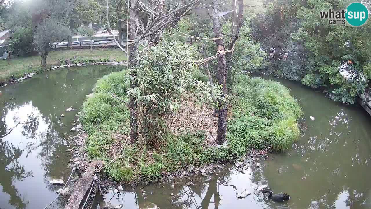 Gibbone dalle guance rosa nello ZOO di Ljubljana