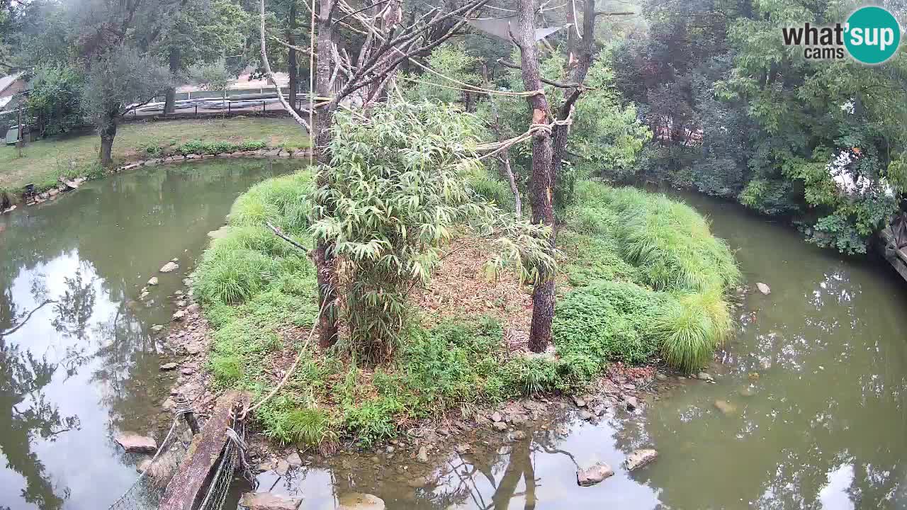 Yellow-cheeked gibbon Zoo Ljubljana livecam