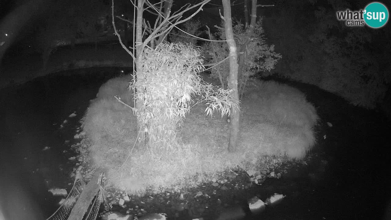 Gibbon à joues jaunes Zoo Ljubljana live cam