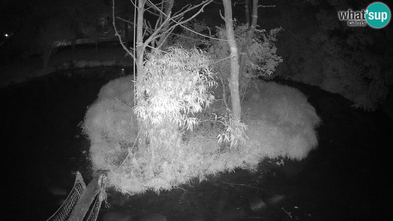 Gibon – Nomascus gabriellae – Zoo Ljubljana web kamera